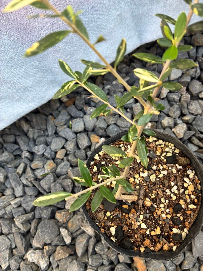 斑入りオリーブ苗　③