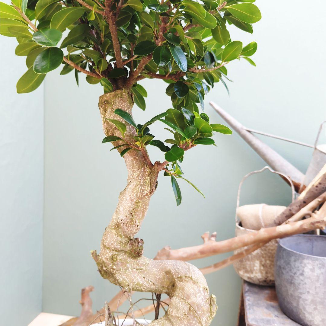 縁起物 ガジュマル 昇り龍 曲がり幹 ８号 曲線 インテリア植物