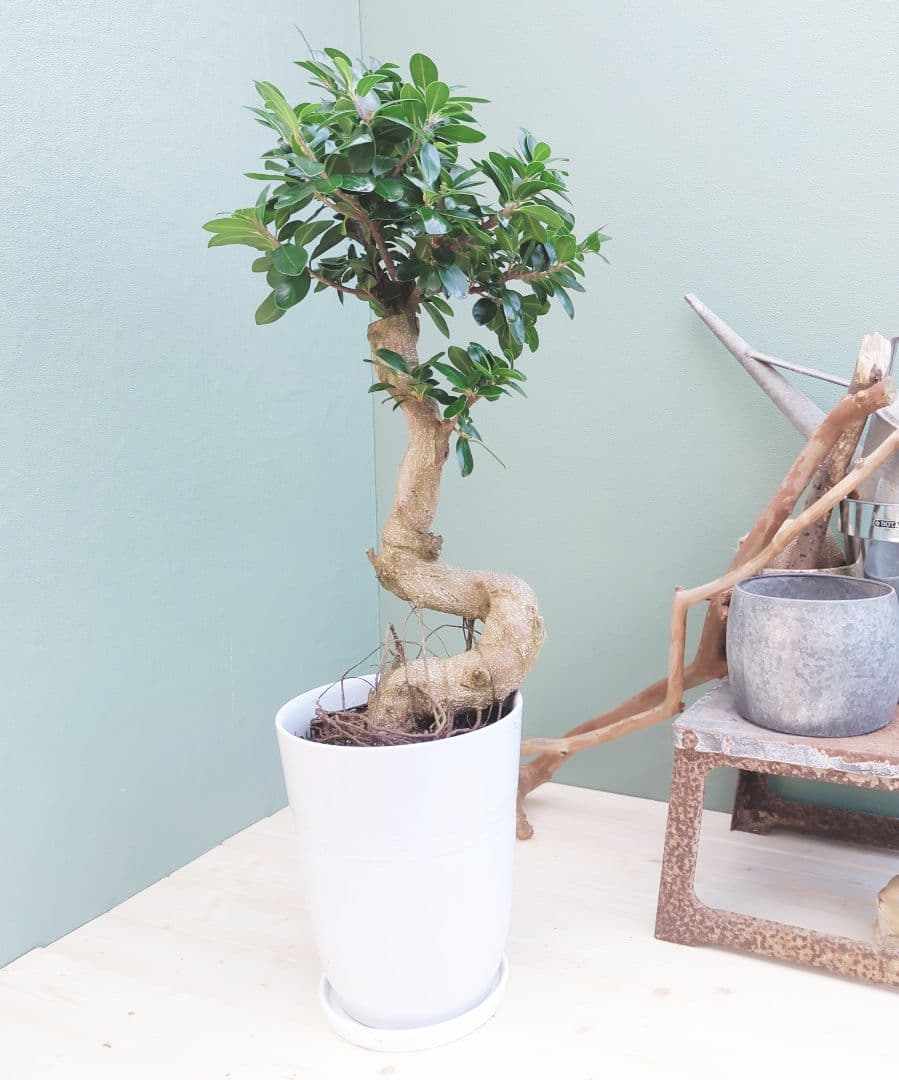 縁起物 ガジュマル 昇り龍 曲がり幹 ８号 曲線 インテリア植物
