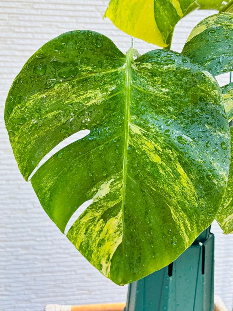 【超希少美斑】モンステラ　ボルシギアナ　オーレア　黄斑入り