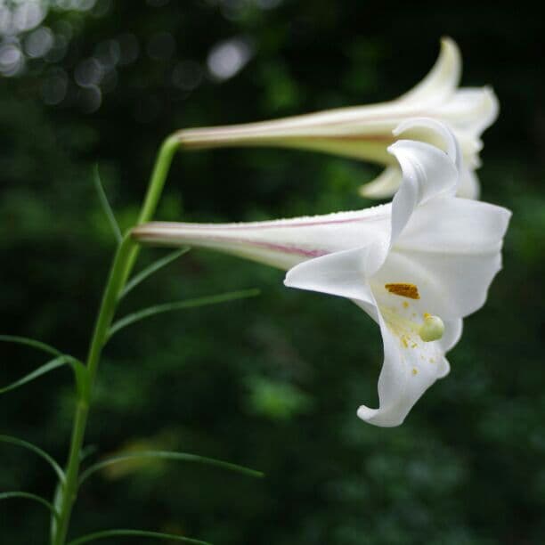 SMC PENTAX ペンタックス M 40mm 1:2.8