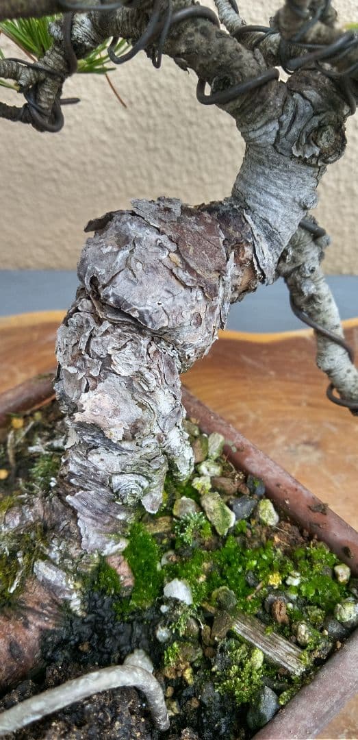 ひで小品盆栽五葉松