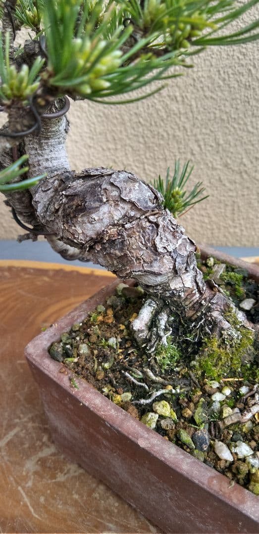 ひで小品盆栽五葉松