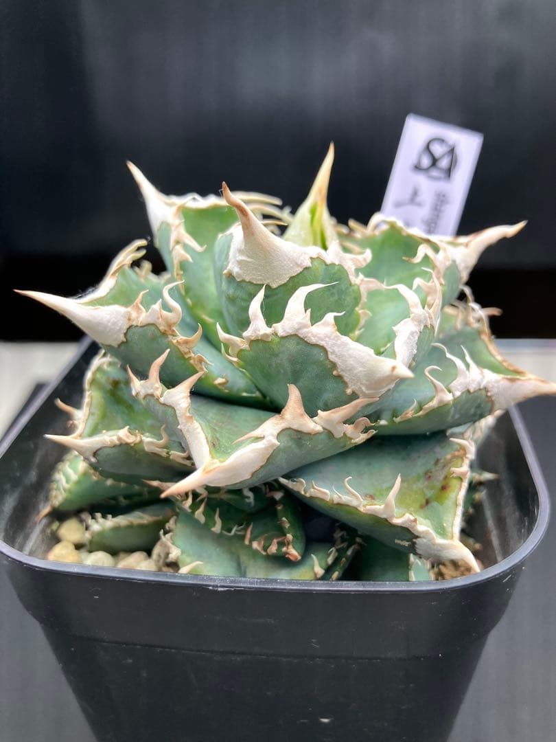 アガべチタノタ　白豪棘　親株+子株5付【上澳園芸タグ付き】
