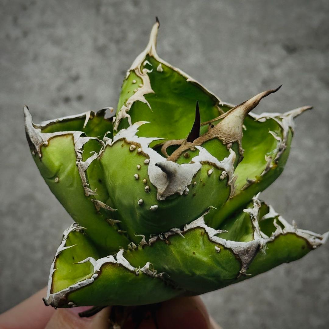 s*n様 多肉植物・アガベ ・チタノタ・“精品冰雹” ・極上株ブツブツ