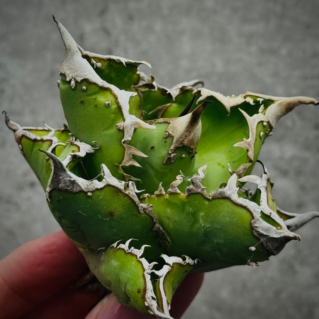 s*n様 多肉植物・アガベ ・チタノタ・“精品冰雹” ・極上株ブツブツ