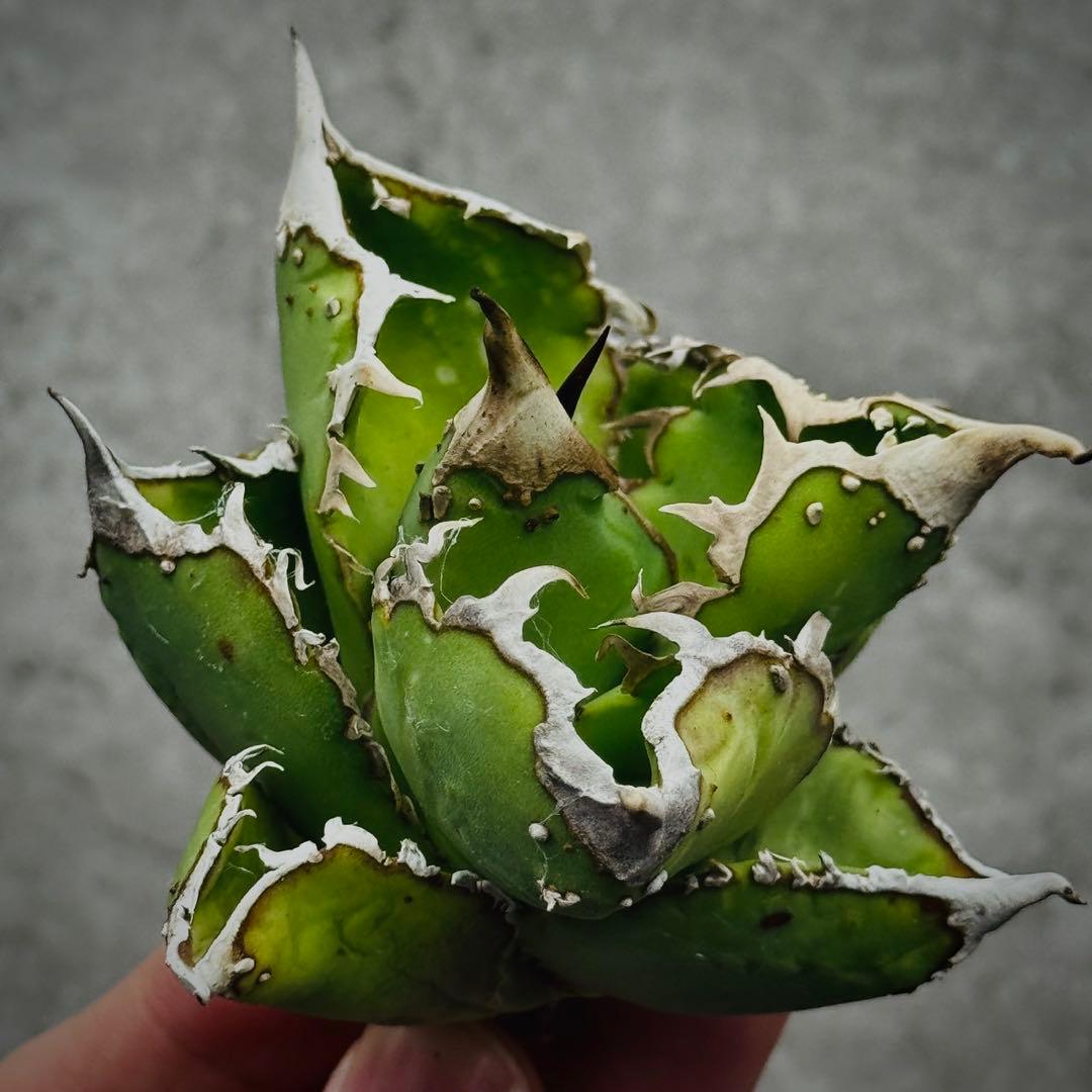 s*n様 多肉植物・アガベ ・チタノタ・“精品冰雹” ・極上株ブツブツ