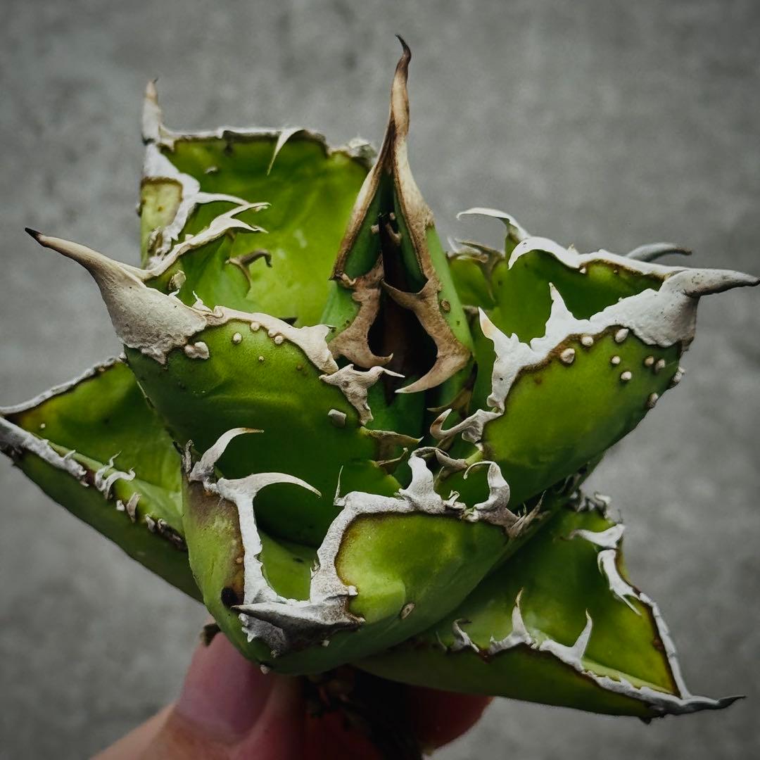 s*n様 多肉植物・アガベ ・チタノタ・“精品冰雹” ・極上株ブツブツ