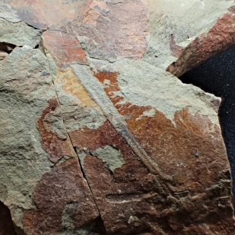 カブトガニの化石 大型で超稀少 モロッコ産 本物保証