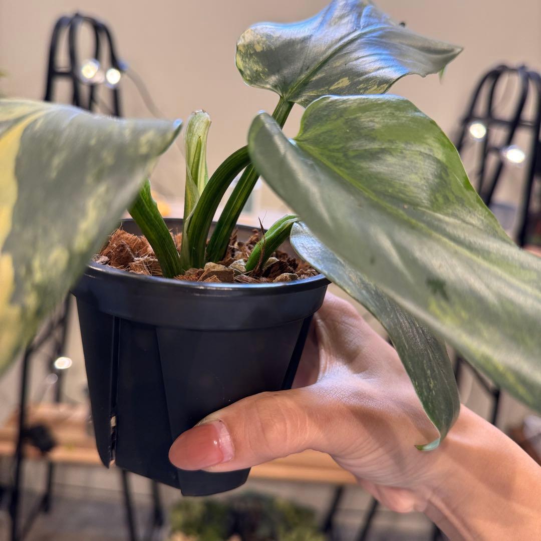 す*る様 52 フィロデンドロン　シルバーソード　斑入り