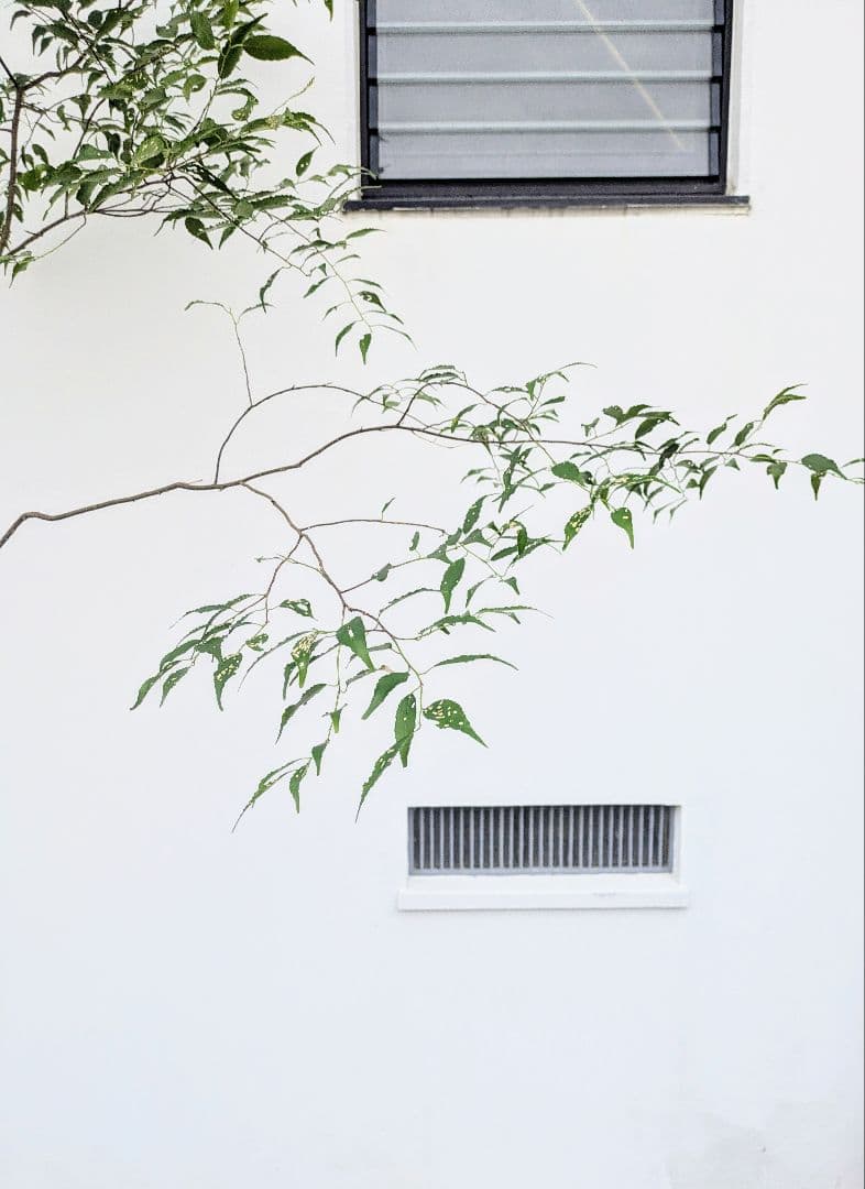 清秀。。山採りハイノキ。。