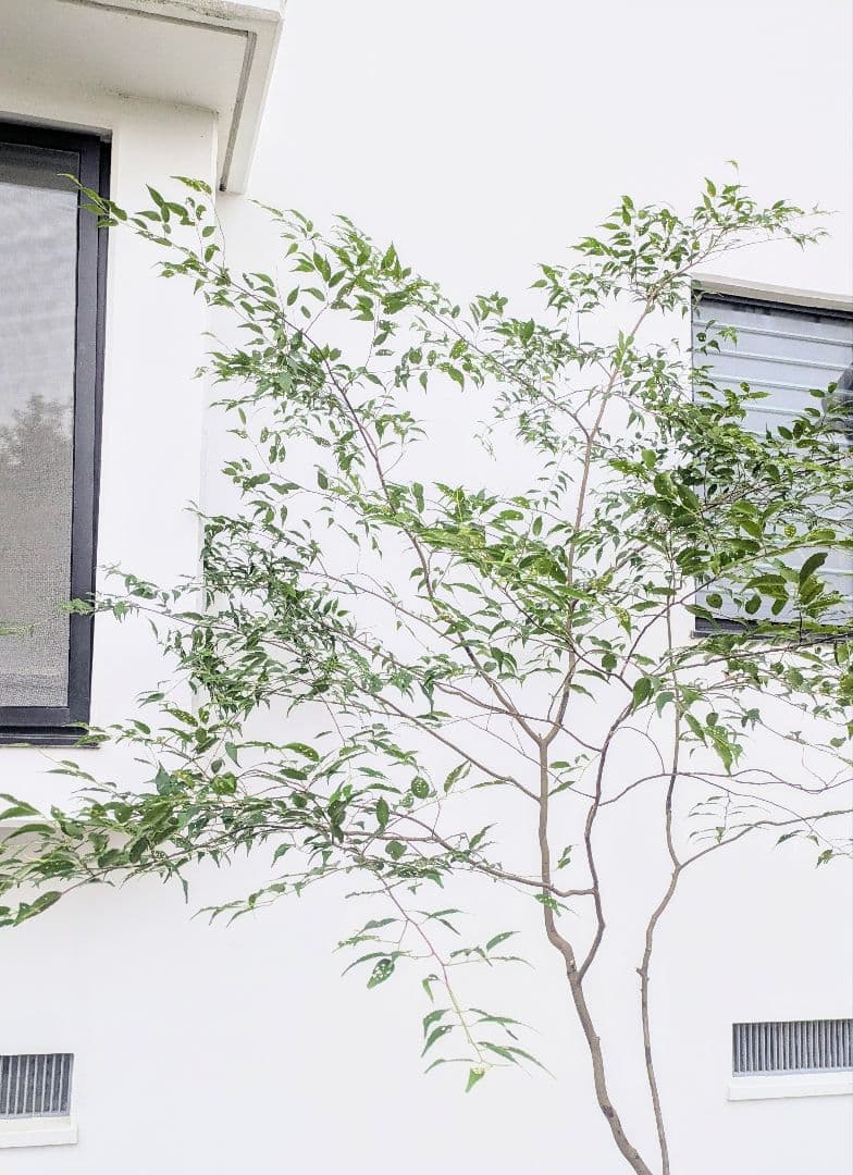 清秀。。山採りハイノキ。。