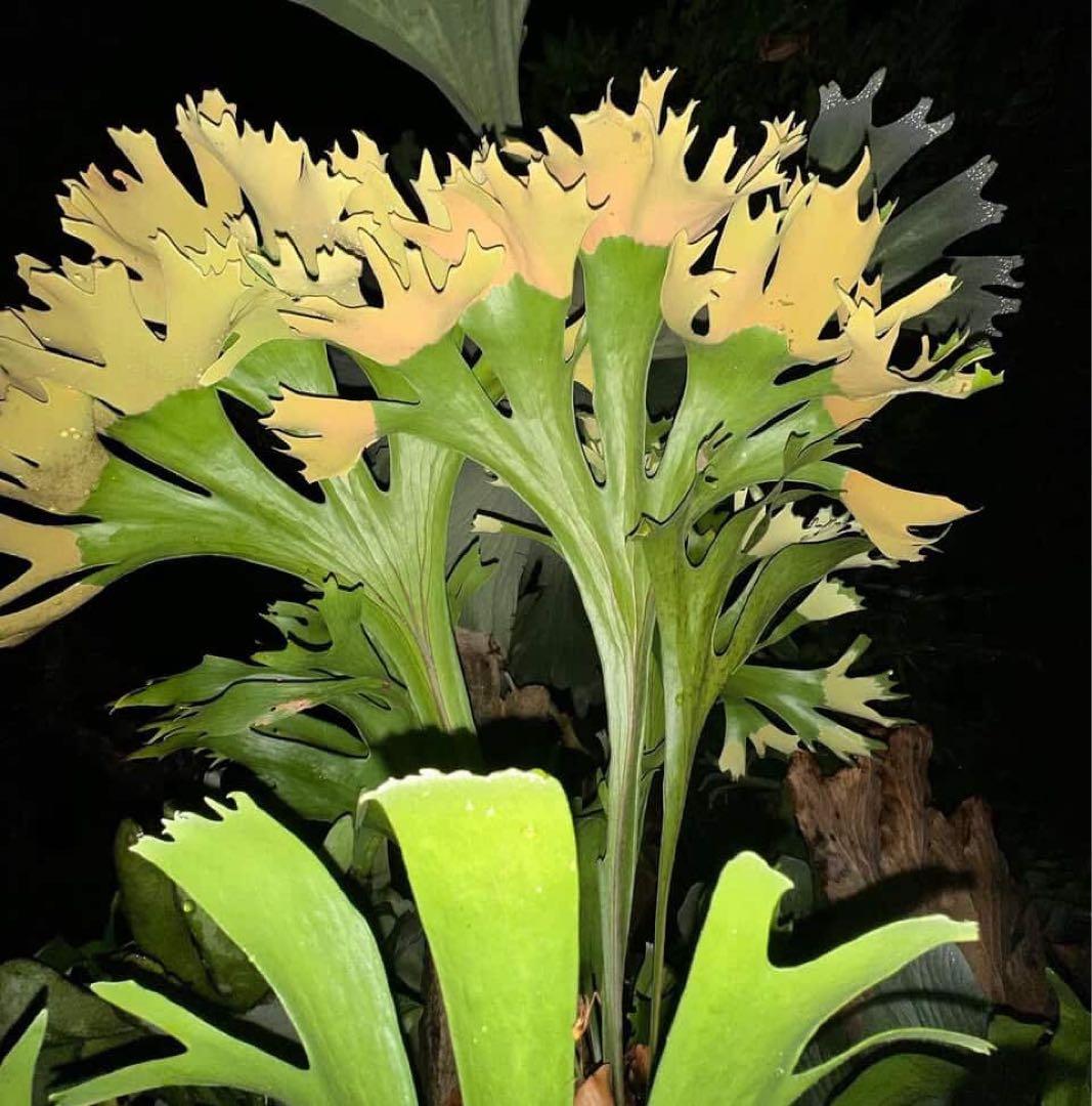 P.Hillii Rod Pattison sporelingロッドパティソン