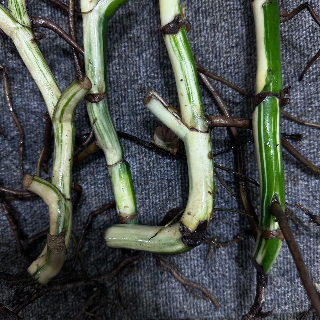 斑入りモンステラホワイトタイガー茎7株おまとめ