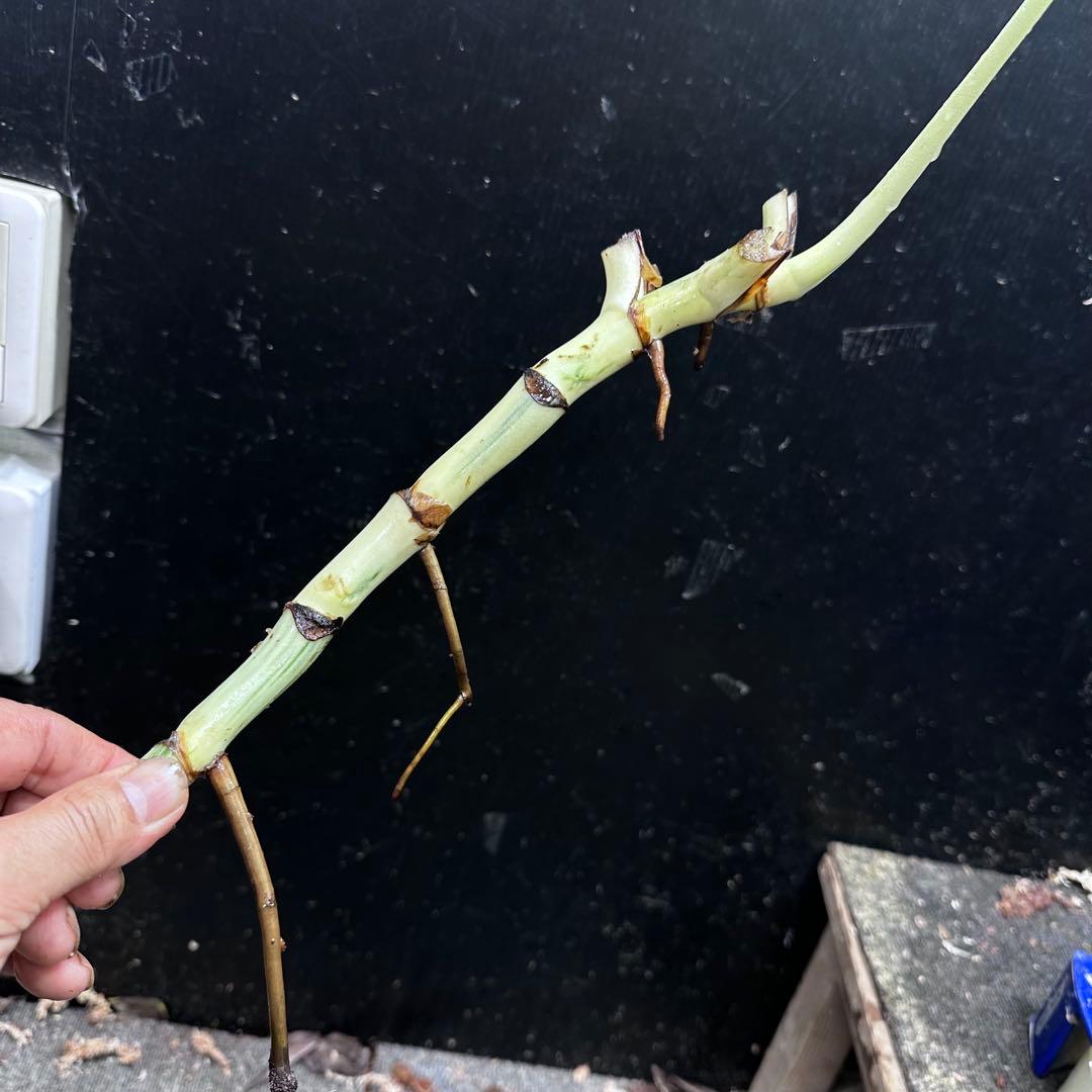 斑入りモンステラホワイトタイガー茎7株おまとめ