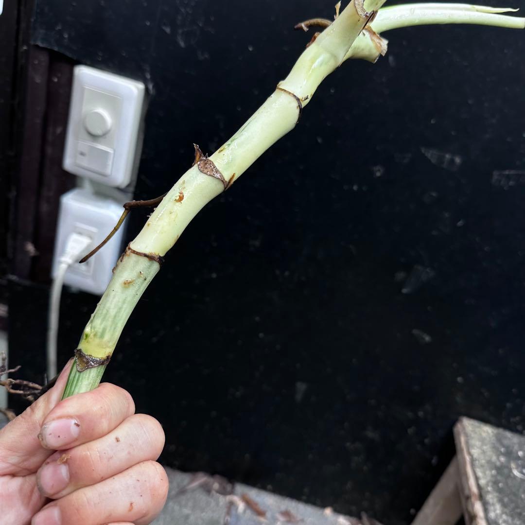 斑入りモンステラホワイトタイガー茎7株おまとめ