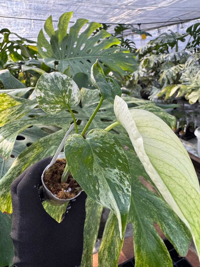 モンステラ　デリシオーサ　ミント　ネコポス