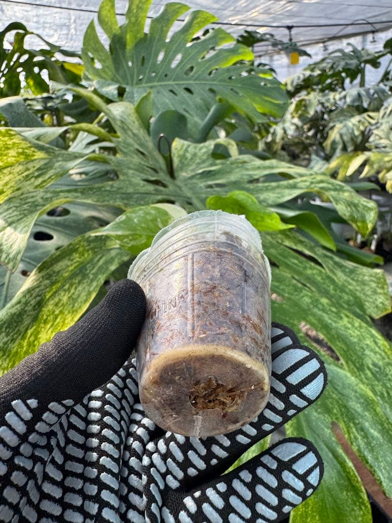 モンステラ　デリシオーサ　ミント　ネコポス