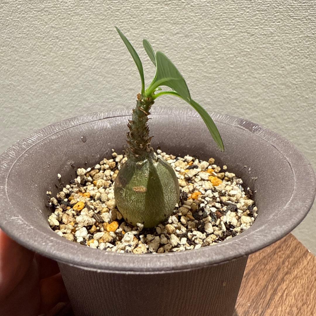 アデニウム　ソコトラナム (EU輸入株)