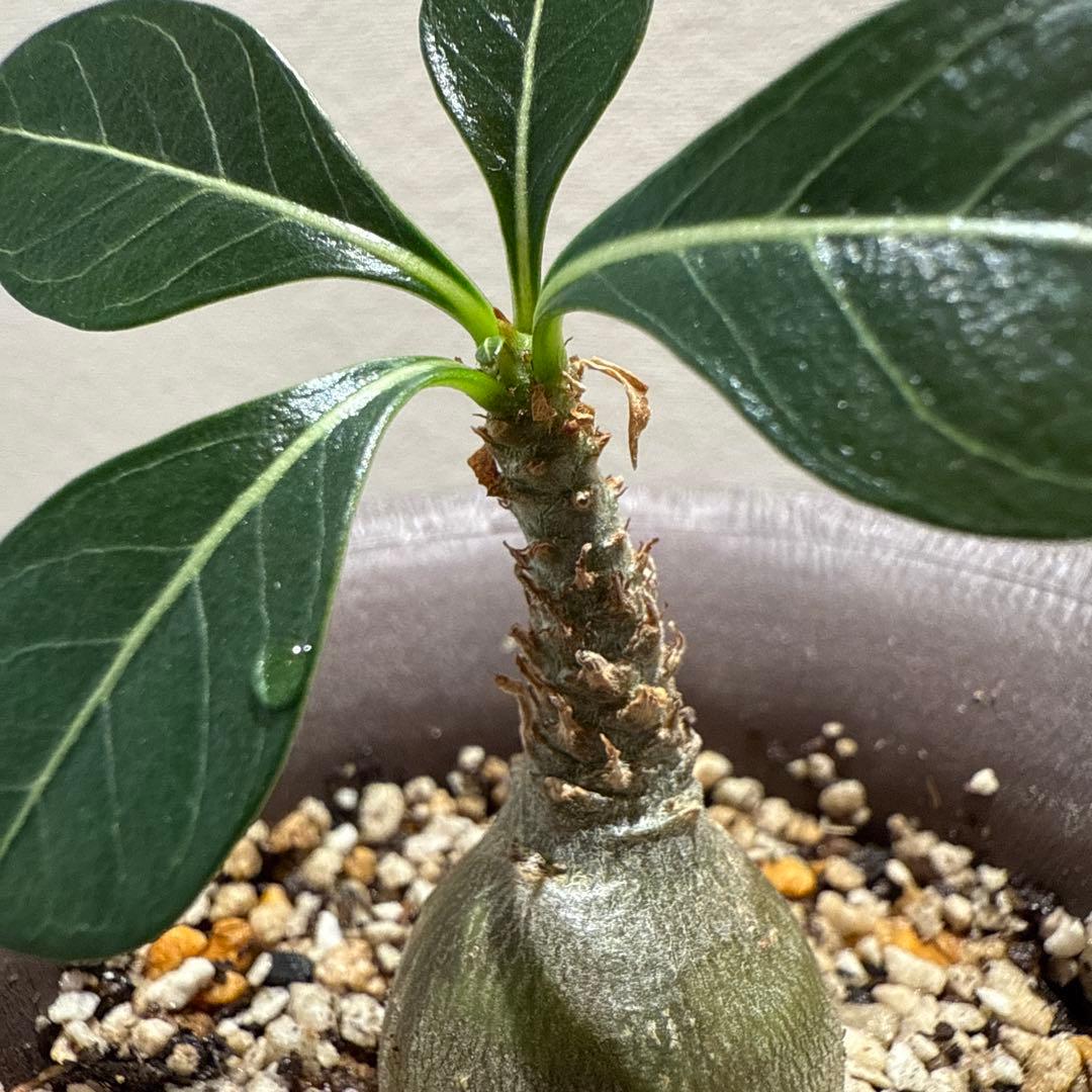 アデニウム　ソコトラナム (EU輸入株)