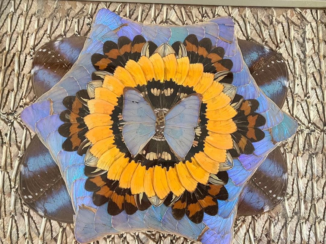 蝶（標本　アート）