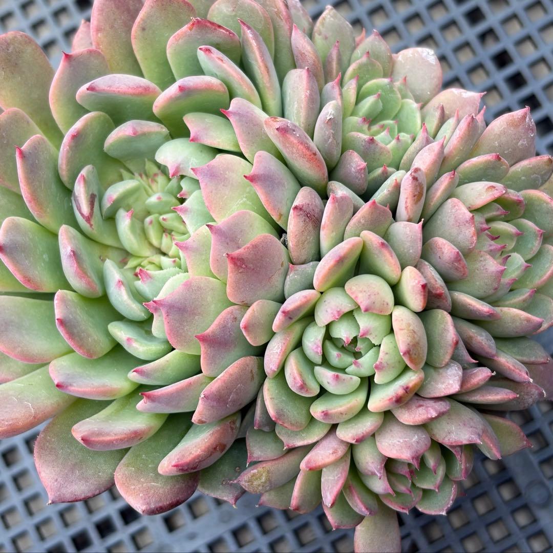 くまさん様 リクエスト 6点 まとめ商品