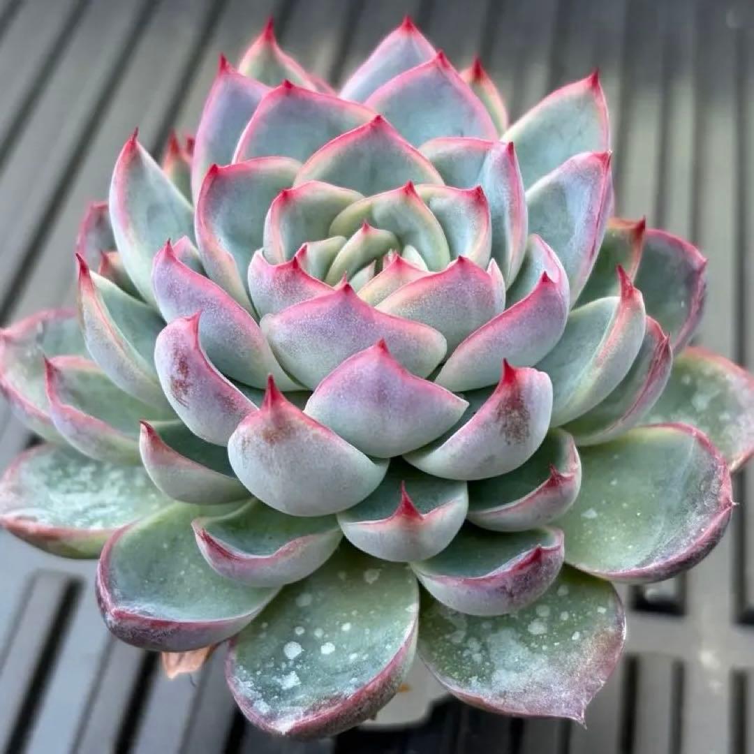 くまさん様 リクエスト 6点 まとめ商品