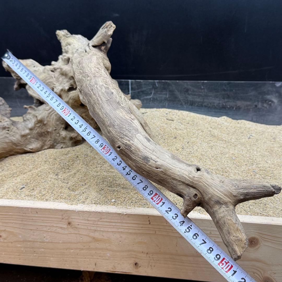 MJW-7215 「特大」ジンジャーウッド2本セット　天然流木 アクアリウム