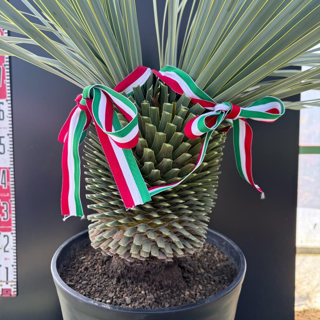 【AL1096】ユッカ　ロストラータ　頂上分頭ツインテール　LA ALBERO