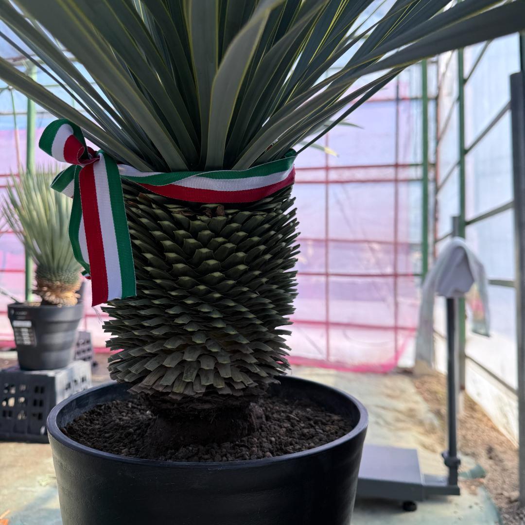 【AL1096】ユッカ　ロストラータ　頂上分頭ツインテール　LA ALBERO