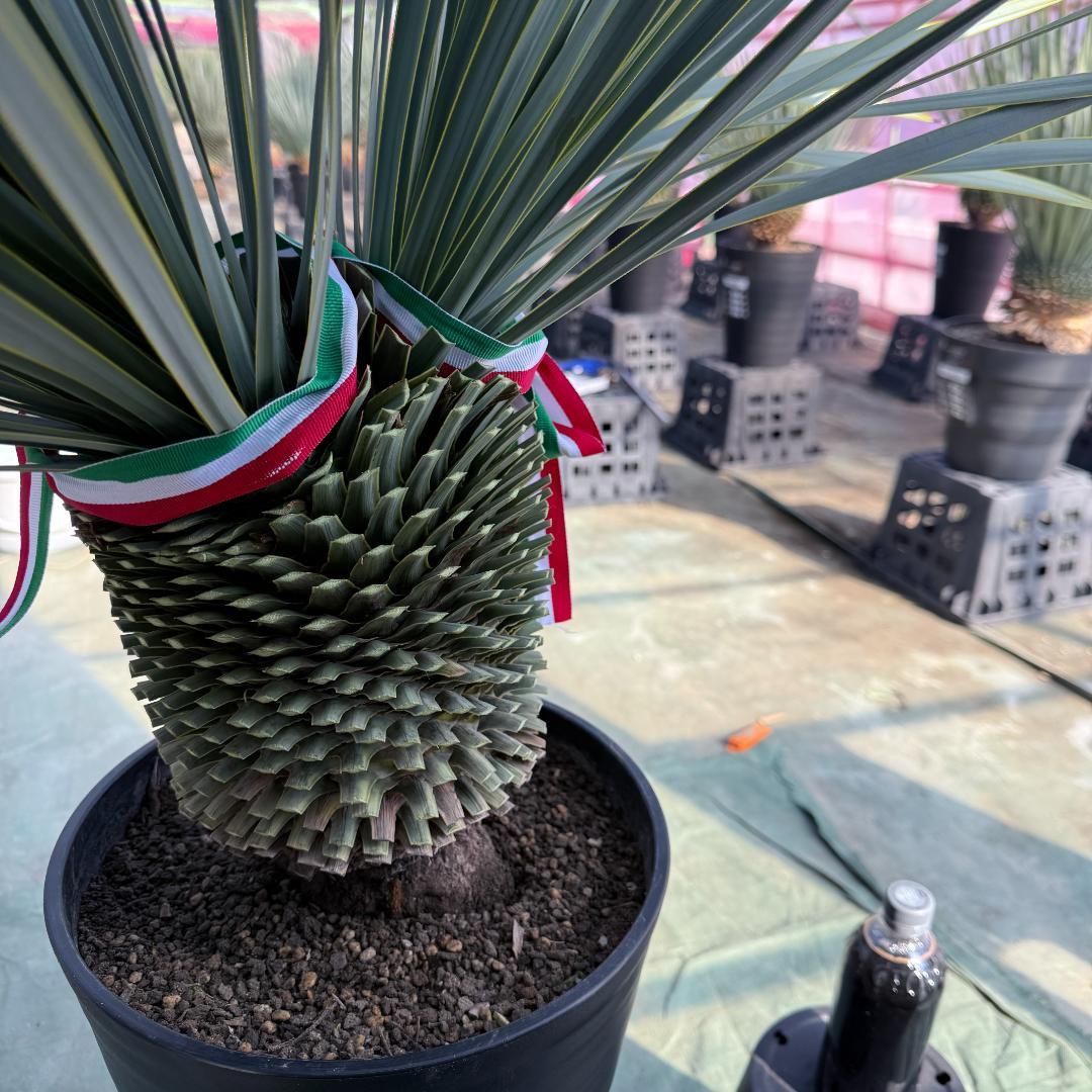 【AL1096】ユッカ　ロストラータ　頂上分頭ツインテール　LA ALBERO