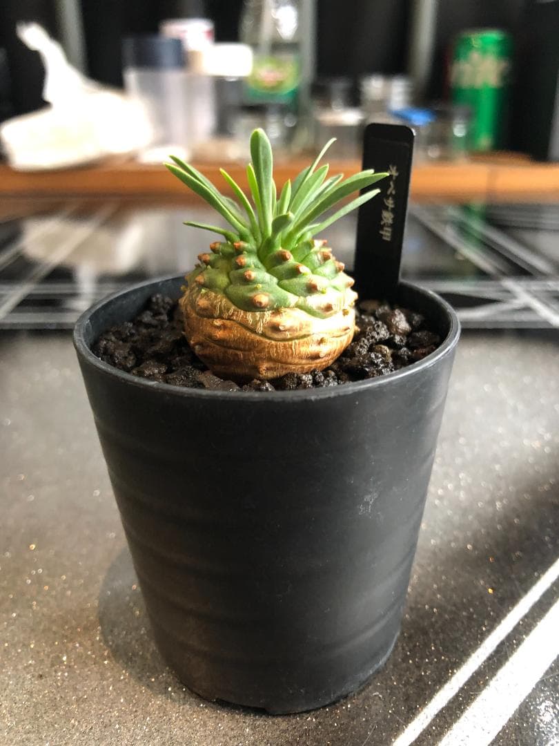 オベサ鉄甲⑭　実生　　2022年頃　播種　良型　フーフォルビアオベサ♀✕鉄甲丸♂