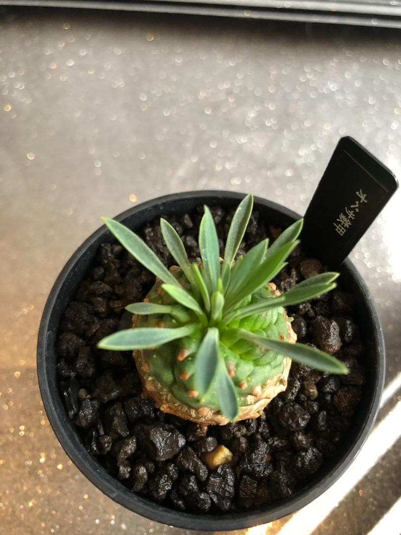 オベサ鉄甲⑭　実生　　2022年頃　播種　良型　フーフォルビアオベサ♀✕鉄甲丸♂