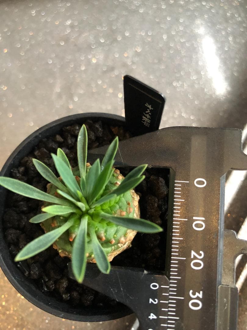 オベサ鉄甲⑭　実生　　2022年頃　播種　良型　フーフォルビアオベサ♀✕鉄甲丸♂