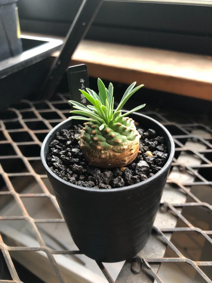 オベサ鉄甲⑭　実生　　2022年頃　播種　良型　フーフォルビアオベサ♀✕鉄甲丸♂