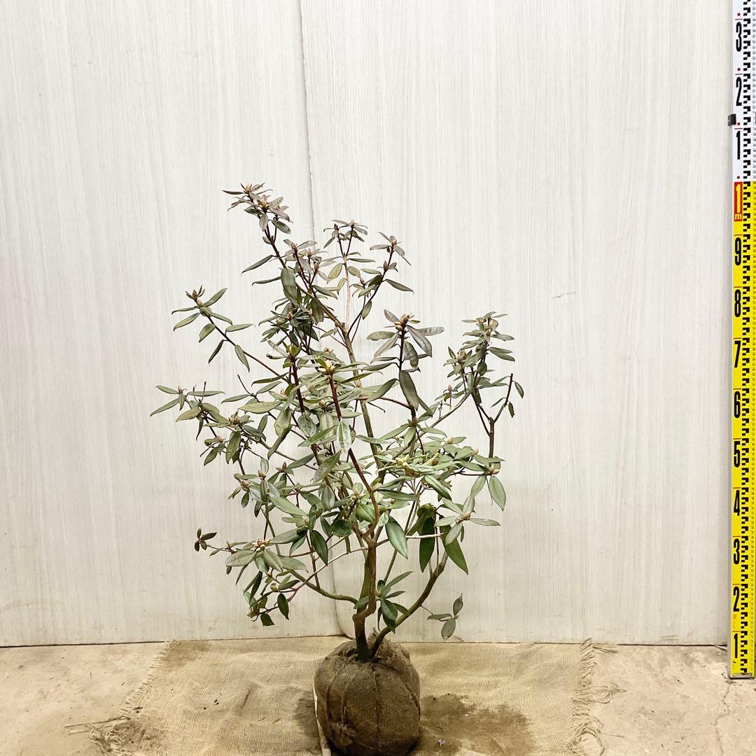 アンキャリーツツジ /99