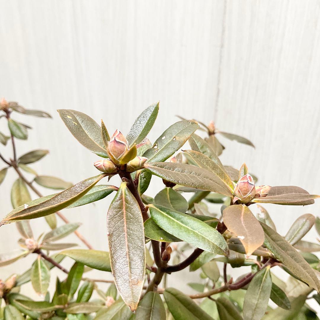 アンキャリーツツジ /99