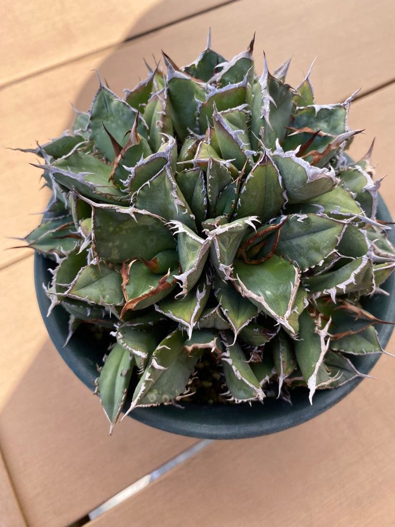 アガベ チタノタ　コンパクタ　群生　オテロイ