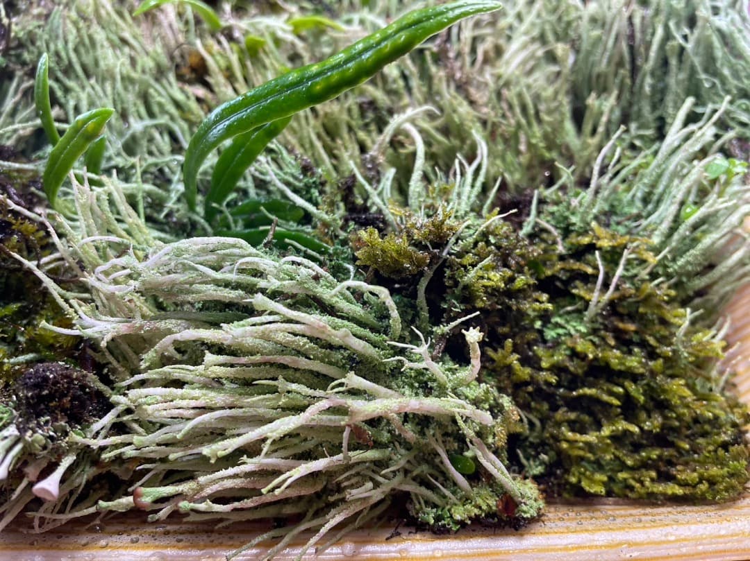 F藍吹雪様　確認用ページ