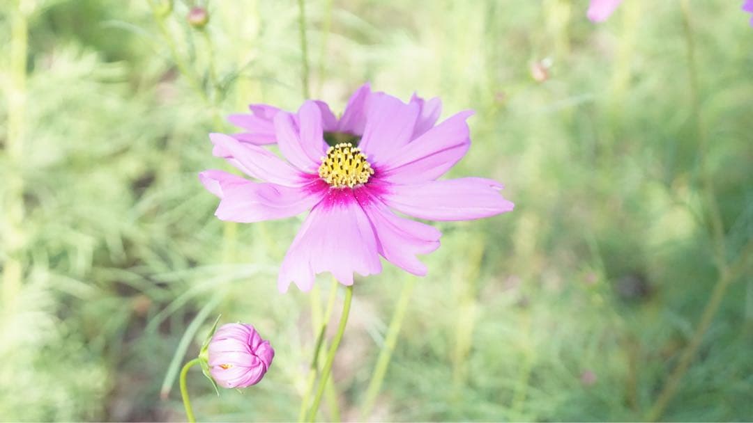 【値下げ交渉受付中】SONY α6000/デジタル一眼レフカメラ/レンズセット