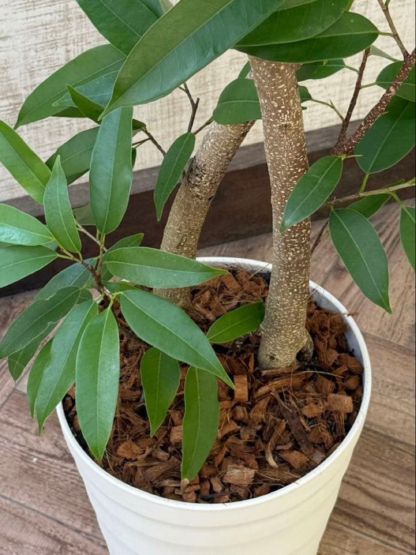 ☆ フィカス アムステルダムキング♪ 122cm 太幹♪