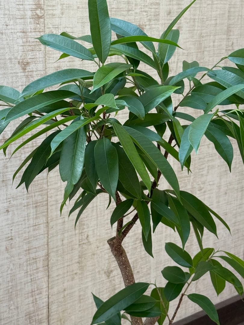 ☆ フィカス アムステルダムキング♪ 122cm 太幹♪