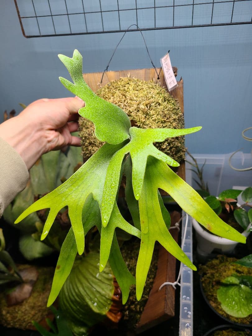 ビカクシダ 月光爪哇 板付け株