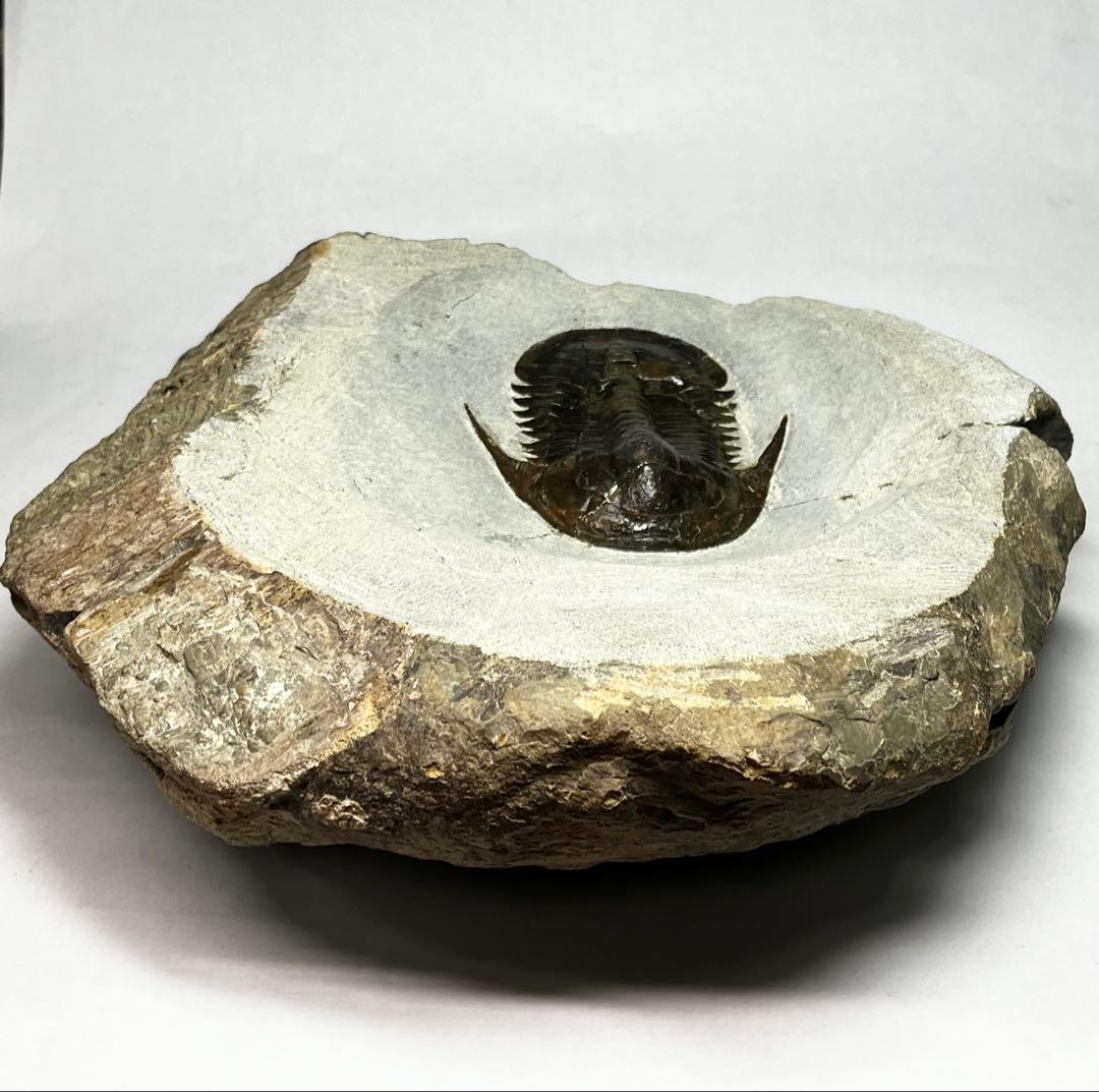 三葉虫　化石　Anomocarella