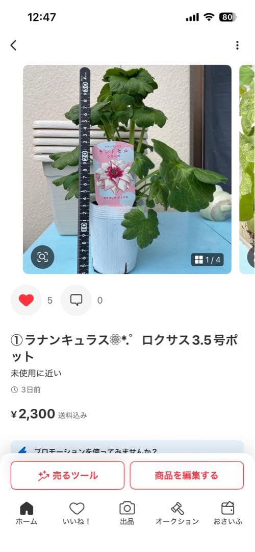 ラナンキュラスラックス❁⃘*.゜6点セット
