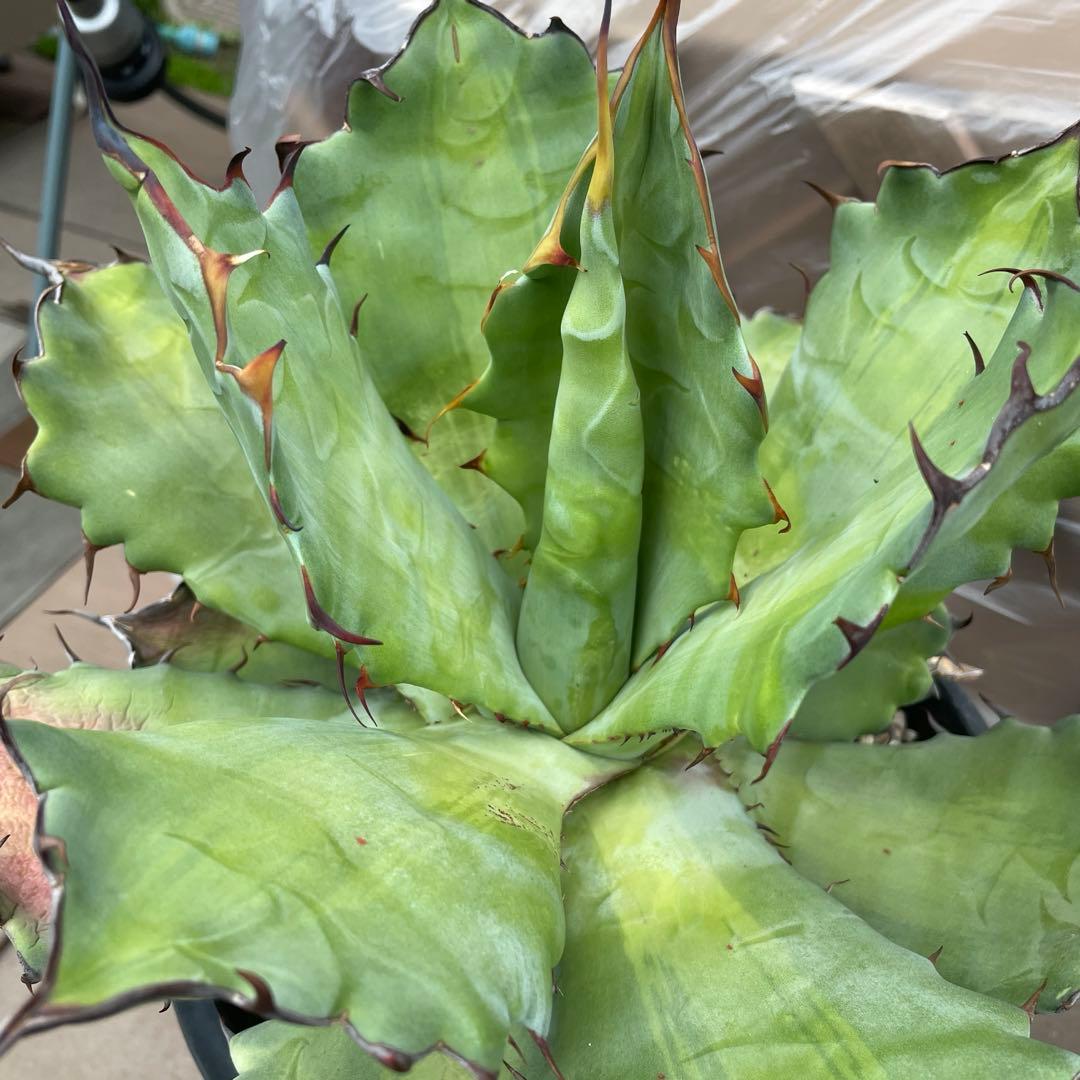 アガベ　超レア　大株　ハイブリッド　チタノタ×コロラータ　チタコロ　中斑　陽炎棘