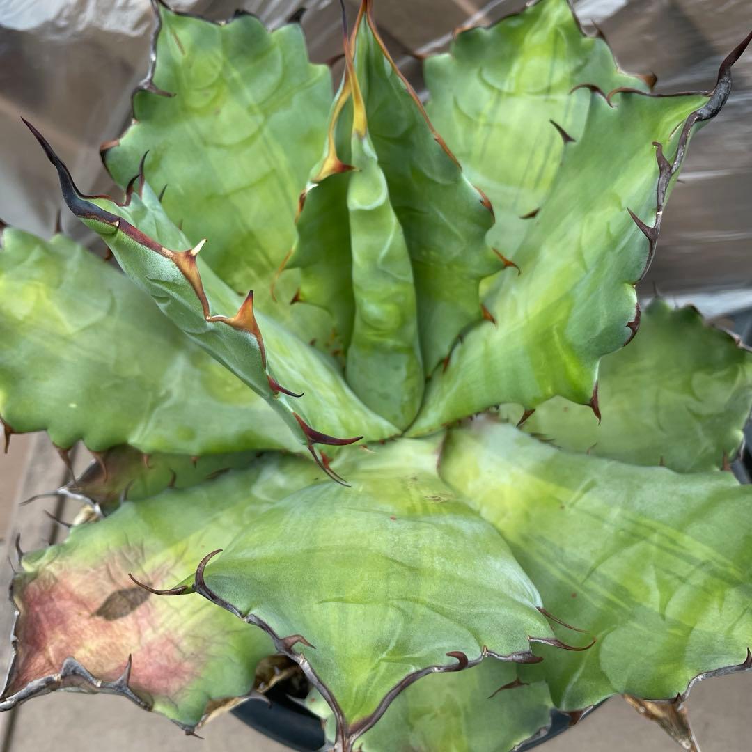 アガベ　超レア　大株　ハイブリッド　チタノタ×コロラータ　チタコロ　中斑　陽炎棘