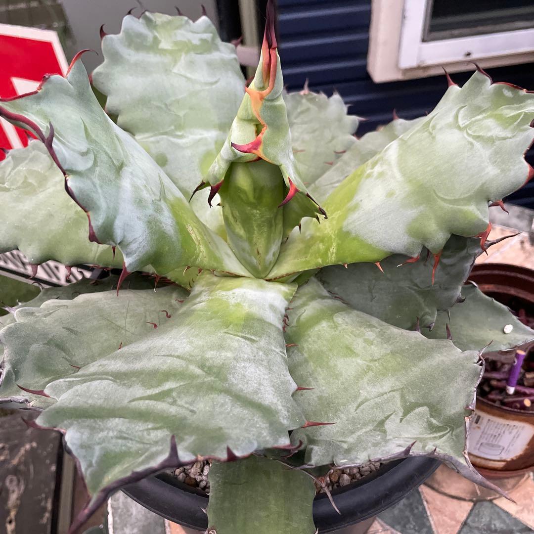 アガベ　超レア　大株　ハイブリッド　チタノタ×コロラータ　チタコロ　中斑　陽炎棘