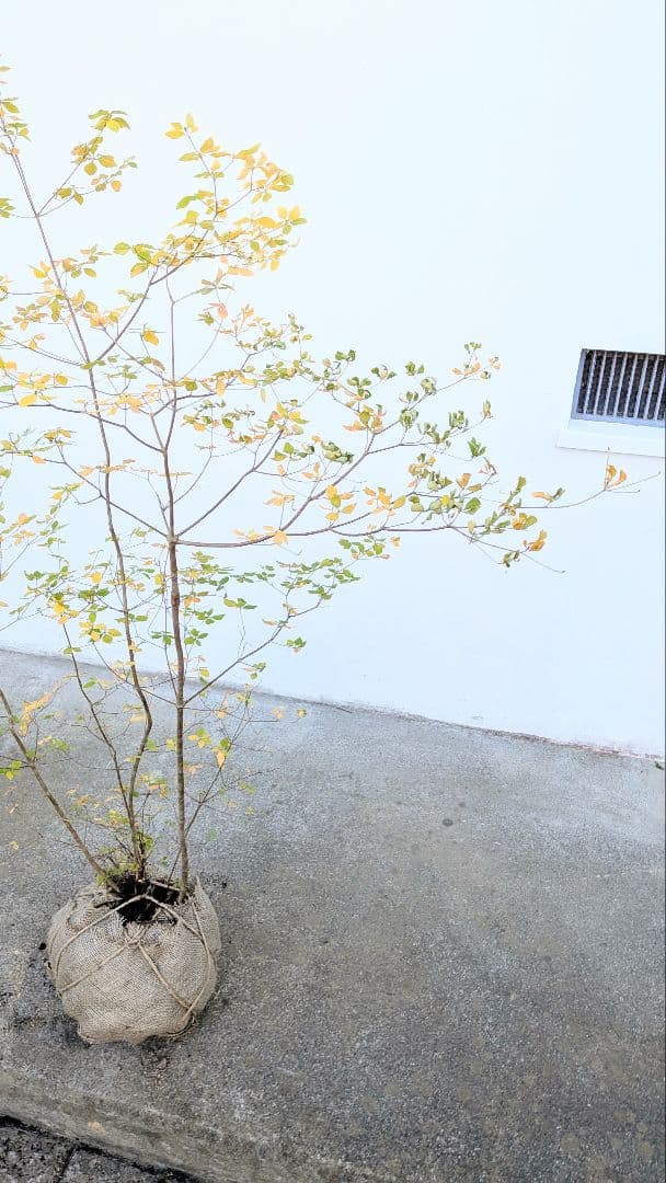 上品。山採りドウダンツツジ。