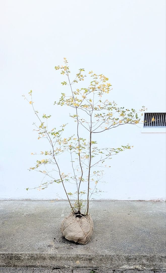 上品。山採りドウダンツツジ。